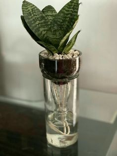 a glass vase with a plant in it