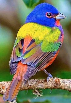 a colorful bird sitting on top of a tree branch