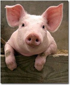 a small pig sitting on top of a piece of wood