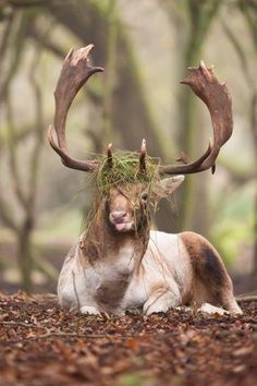 an animal that is laying down on the ground with grass in it's antlers