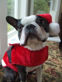 a black and white dog wearing a red santa hat sitting in front of a window