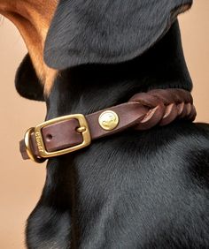 a close up of a dog wearing a leather collar