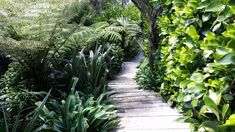 a walkway surrounded by lush green plants and trees