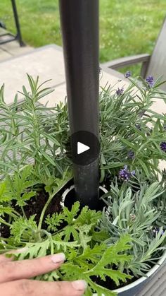 6.2M views · 114K reactions | The viral DIY patio planter🪴 | The viral DIY patio planter🪴

use what you have in your kitchen for this #garden #Lifehack | By Leon & LaCongo | Facebook