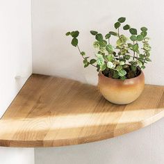 a potted plant sitting on top of a wooden shelf next to a white wall