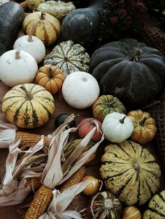 several different types of pumpkins and corn on the cob