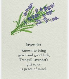 a card with lavender flowers and the words lavender known to bring grace and good luck, tranquil lavender's gift to us is peace of mind