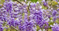 purple flowers blooming on the branches of trees