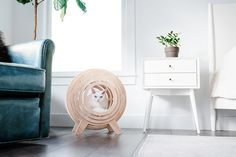 a cat sitting in a wheel on the floor next to a chair and potted plant