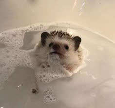 a hedgehog in a bathtub with bubbles