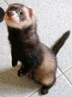 a ferret is standing on its hind legs and looking up at the person's hand