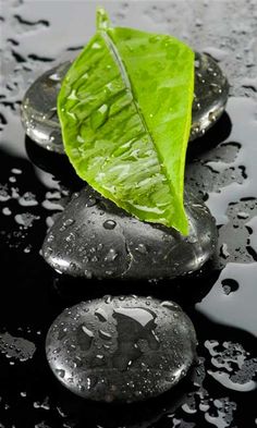 green leaf sitting on top of two black rocks in the rain with water droplets around it