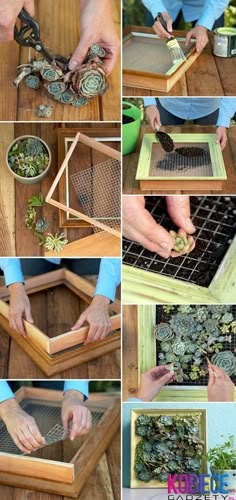 the process of making a frame for succulents is shown in several different pictures