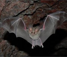 a bat hanging upside down in a cave