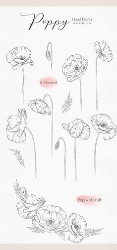 some flowers that are drawn on paper with the words poppy written in black and white