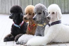 four poodles are sitting in a row on the ground