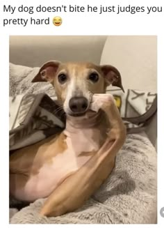 a dog sitting on top of a bed covered in blankets