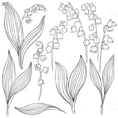 lily of the valley flowers with leaves and buds on white background royalty - art illustration