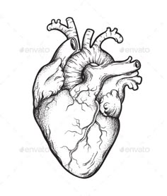 the human heart in black and white - miscellaneous objects / animals characters on separate layers