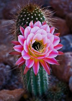 a large pink flower sitting on top of a green cactus