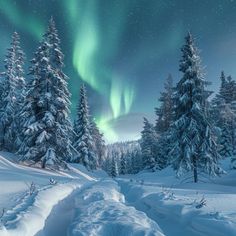 an aurora bore is seen in the sky above snow covered trees