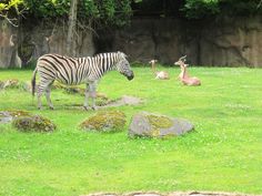 a zebra standing on top of a lush green field next to deer laying in the grass