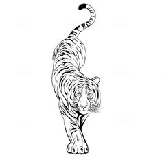 Tiger Linework Tattoo, Soft Tiger Tattoo, Ornamental Tiger Tattoo, Line Work Tiger Tattoo, Tiger Drawing Tattoo, Women Tiger Tattoo, Tiger Tattoo Drawing, Tiger Tattoo Stencil, Fine Line Tiger Tattoo