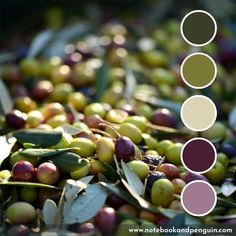 olives with different colors are shown in this image