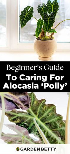 the beginner's guide to caring for alocasia polyi