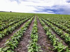 rows of green plants in an open field