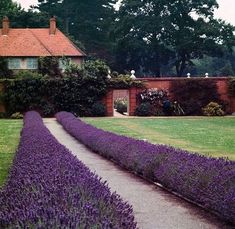 lavender garden in front of a house with path leading to the yard and side entrance