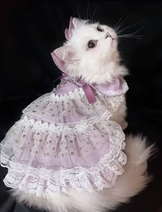 a white cat wearing a purple dress on a black background