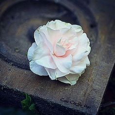 a white rose sitting on top of a piece of wood