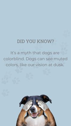 a dog with its eyes closed sitting in front of a blue background that says did you know? it's a myth that dogs are colorblind