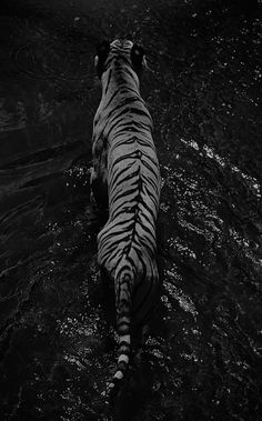 a black and white photo of a tiger in the water looking up at its surroundings