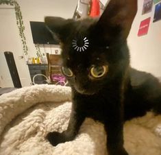 a black cat sitting on top of a bed with an eye patch in it's forehead