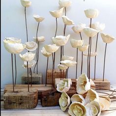 some white flowers are sitting in front of each other on wooden blocks and wood planks