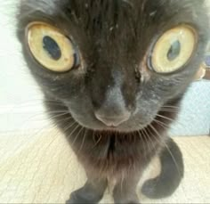 a black cat with yellow eyes looking at the camera