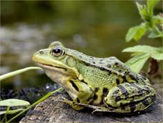 a green and black frog sitting on top of a tree stump next to water with plants in the background