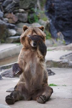 a brown bear sitting on its hind legs