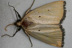 a close up of a moth on a white surface