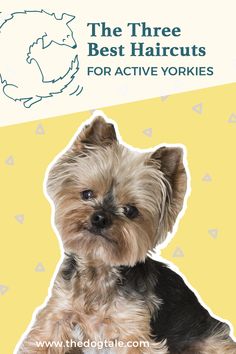 the three best haircuts for active yorkies are shown in front of a yellow background