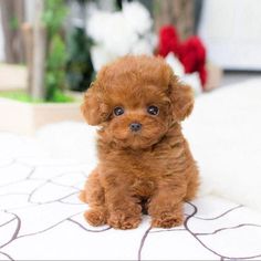 a small brown dog sitting on top of a bed