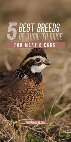 a brown and white bird standing in the grass with text overlay reading 5 best breeds of quail to raise for meat & eggs