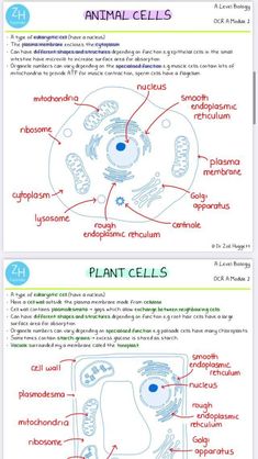 an info sheet describing the different types of animals and their functions in food webpage