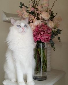 a white cat sitting on top of a shelf next to a vase filled with flowers