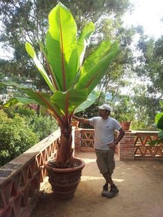 a man standing next to a large green plant