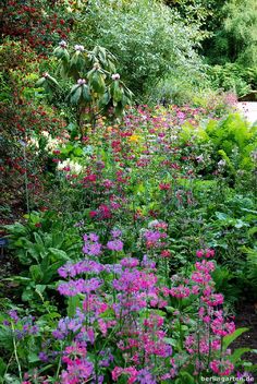 a garden filled with lots of colorful flowers