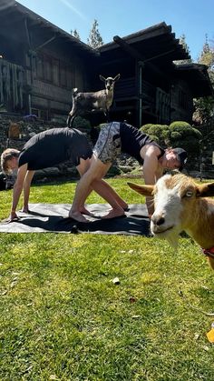 two people are doing yoga in front of a goat and another person is standing on the grass