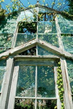 an old window with ivy growing on the glass and wood frame, in front of some trees